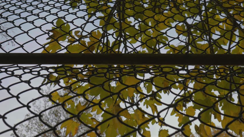Yellow Autumn Leaves Behind Chain-Link Fence with Lateral Camera Movement