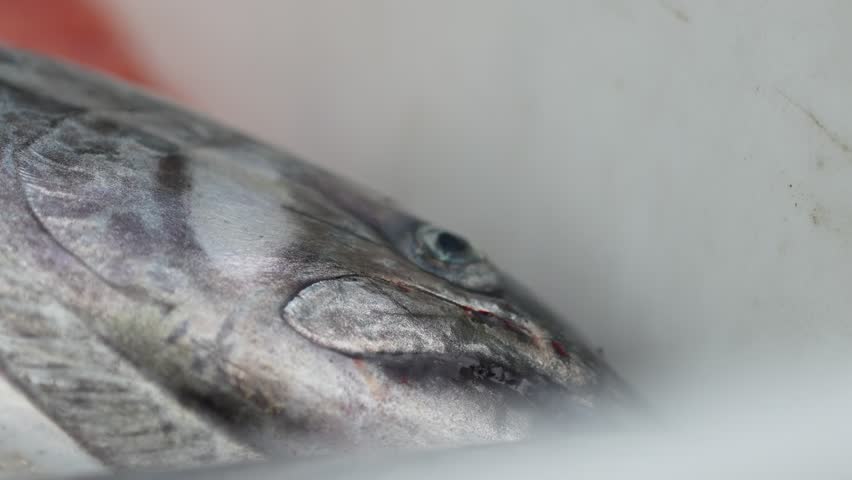 Close-up Of A Freshly Caught Chinook Salmon Fish.