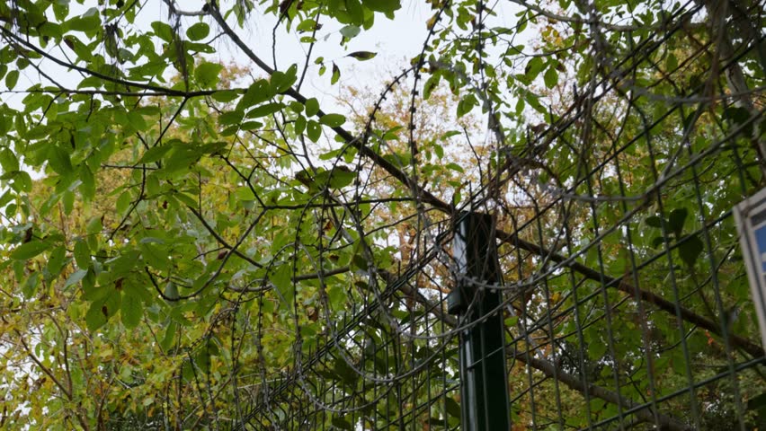 Razor Wire Coiled on Top of Chain-Link Fence