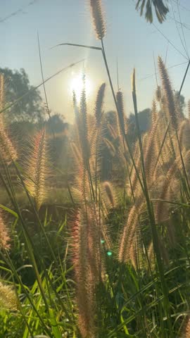 Golden sunlight shines through tall grass, creating a warm and peaceful scene.