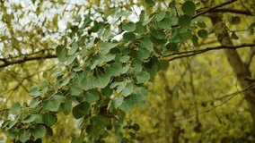 Aspen leaves swaying on forest branch. Poplar foliage fluttering within woodland canopy. Green tree leaves rustling among tranquil nature - Powered by Shutterstock - Get 15% off with code: PIKWIZARD15