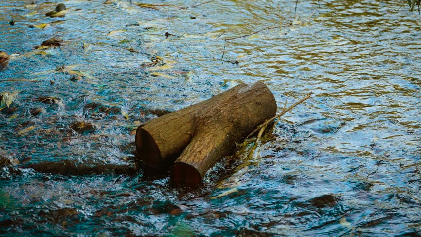 Fallen tree log drifting through shallow stream. Cut wooden trunk resting against moving water flow. Smooth current shifting around submerged branches. Rippling creek surface carrying scattered leaves