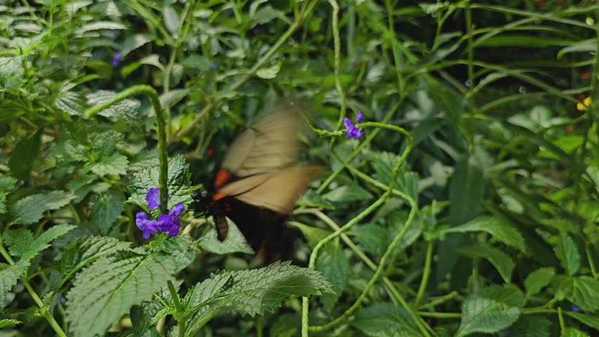 Close up of mormon butterfly in slow motion 4K Resolution