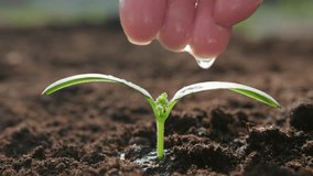 Farmer hand watering green sprout seedling in ground in sunlight close up, agriculture concept - Powered by Shutterstock - Get 15% off with code: PIKWIZARD15