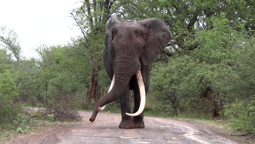 A majestic elephant tusker walks on a dirt road in Kruger National Park. He moves closer showcasing his intimidating presence.