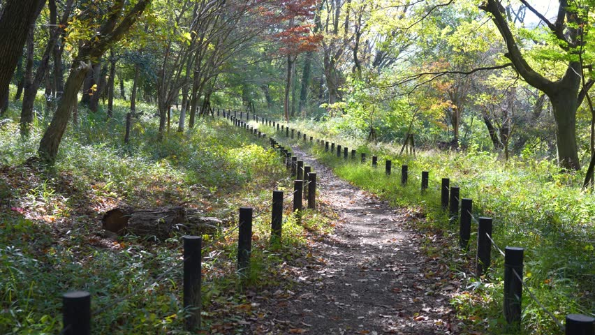 Scenic Hiking Trail Through the Forests of Ranzan, Saitama