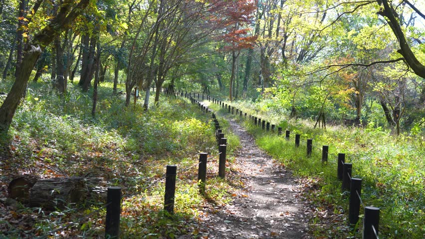 Scenic Hiking Trail Through the Forests of Ranzan, Saitama