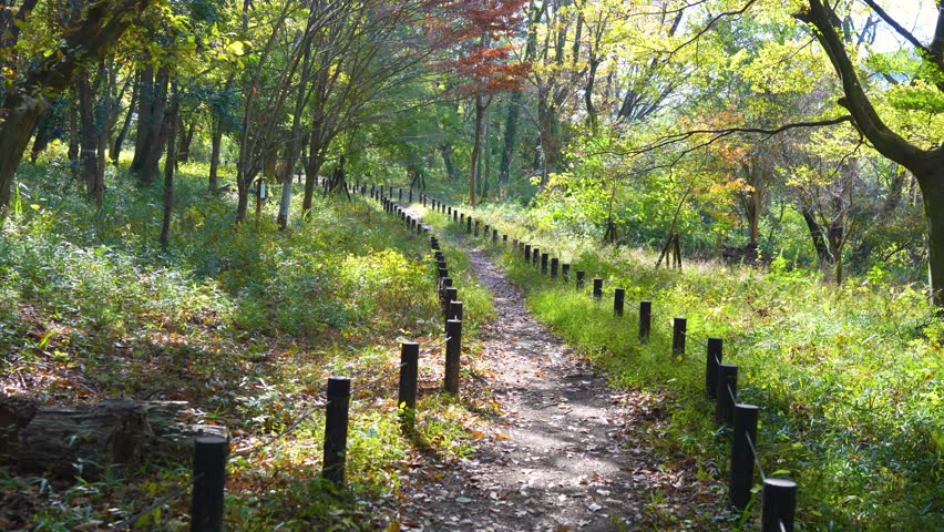 Scenic Hiking Trail Through the Forests of Ranzan, Saitama