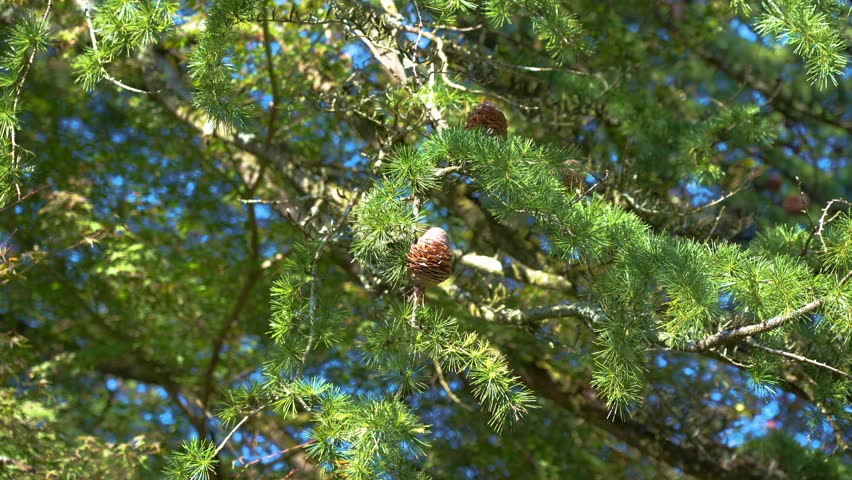 Pine Cones Growing Naturally on a Forest Tree Branch