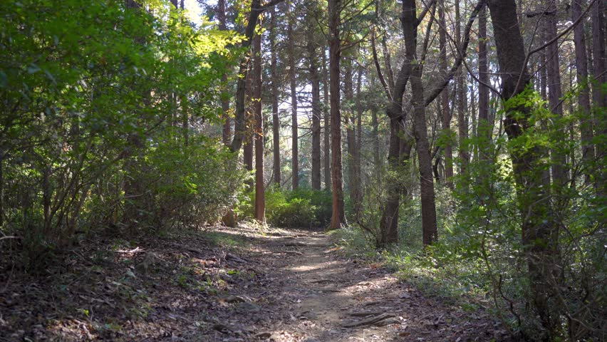 Scenic Hiking Trail Through the Forests of Ranzan, Saitama