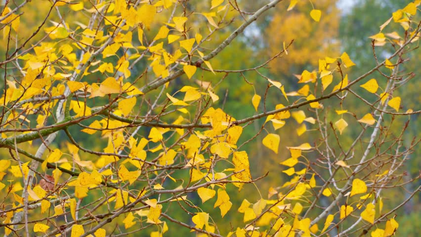 Bright yellow autumn leaves on trees in the forest as a background, beautiful autumn landscape
