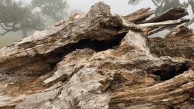 Camera pans from a foreground log to reveal cows grazing in the misty Fanal Forest of Madeira, surrounded by twisted laurel trees and soft fog. - Powered by Shutterstock - Get 15% off with code: PIKWIZARD15