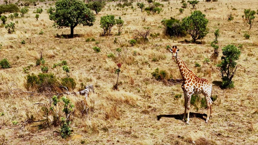 Aerial view of a giraffe standing in a dry field, the stark contrast of the animal against the sun-baked landscape creates a striking visual, Vaalwater, Limpopo, South Africa.