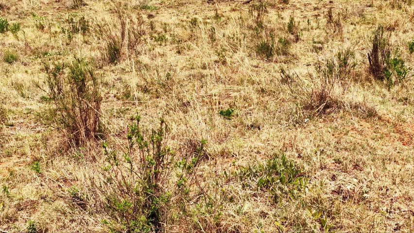 Aerial view of a giraffe standing gracefully in a sun-drenched field, its patterned coat contrasting with the dry, golden grass, Vaalwater, Limpopo, South Africa