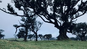 Time lapse of Fog drifting through ancient twisted trees in the Fanal Forest of Madeira, creating a mystical, moody landscape with lush mossy ground and soft diffused light. - Powered by Shutterstock - Get 15% off with code: PIKWIZARD15