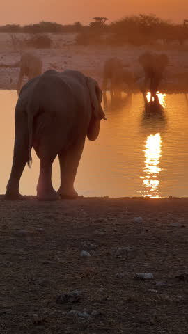 A herd of African elephants drink from a waterhole at sunset, Etosha National Park, Namibia.	