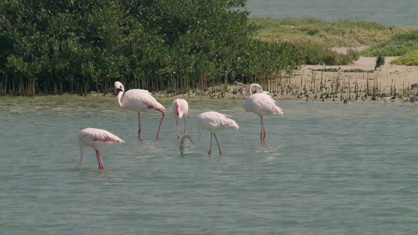 Flamingos wading and feeding in water in a conservation park, Bahrain.