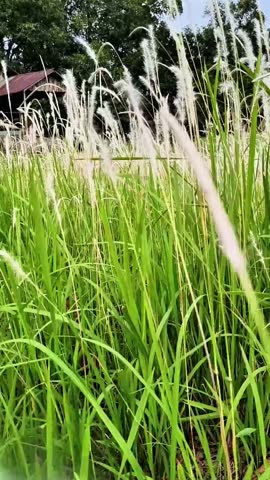 Vertical: White Fluffy Cogongrass Plumes Swaying in Wind Against Green Field and Blue Sky Background
