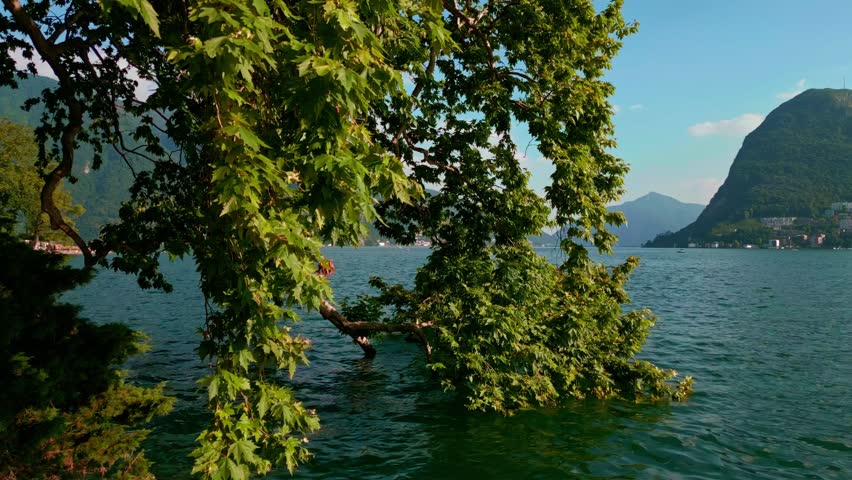 Lugano, Switzerland – July 5 2025: Maple tree overhanging Lake Lugano in Parco Ciani with a clear view toward Paradiso and Monte San Salvatore on a bright summer afternoon.