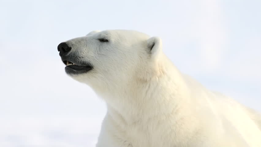 Polar bear lying in snow, sniffing air