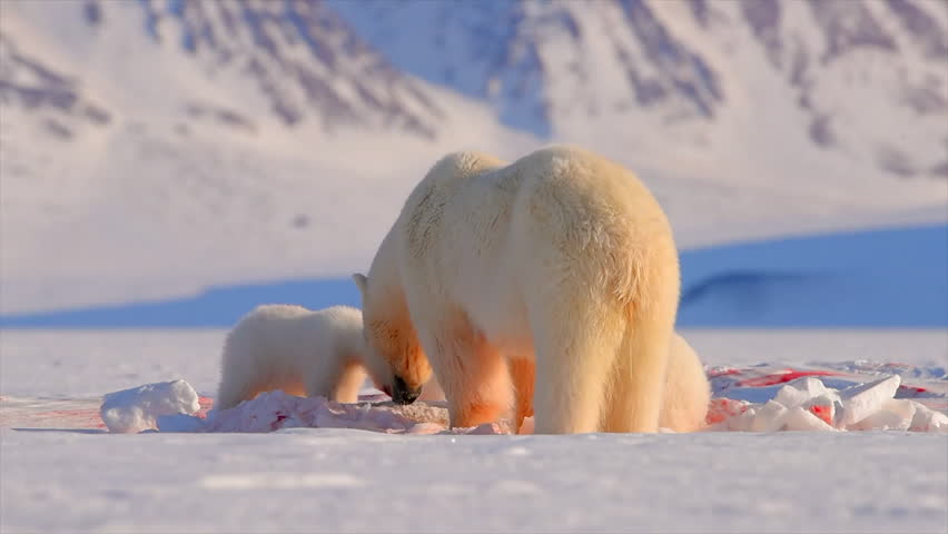 Adult polar bear and two cubs eating its prey in Arctic snow