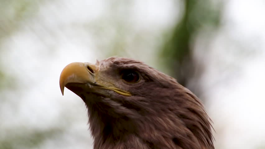 Golden eagle head close up, looking around