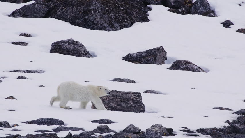 Polar bear walking through icy and rocky Arctic terrain