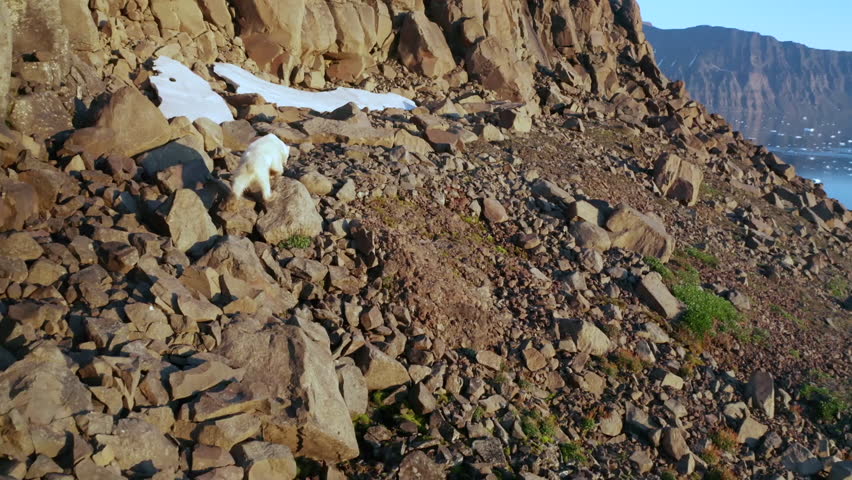 Polar bear walking on rocky cliff, scenic landscape