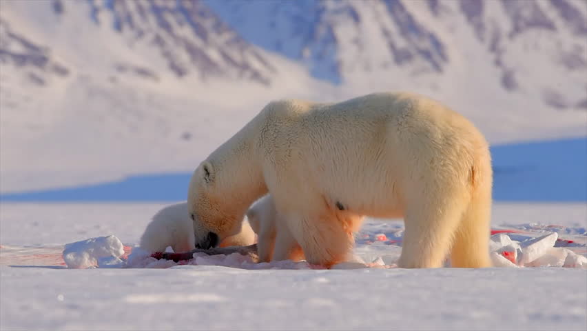 Polar bears eating its prey in Arctic, shot in slow motion