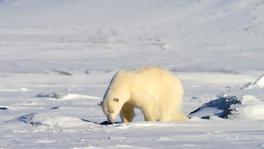 Polar bear sitting on snow in sunny day.