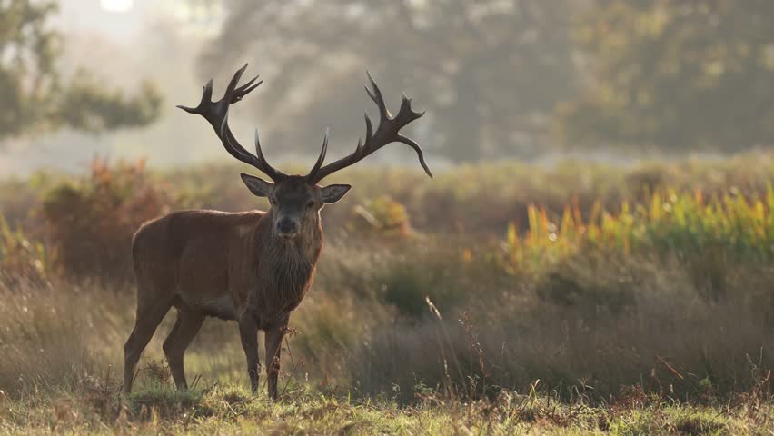 Red deer stag bellowing during rut
