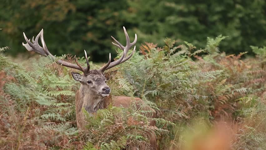 Red deer stag bellowing during rut in slow motion