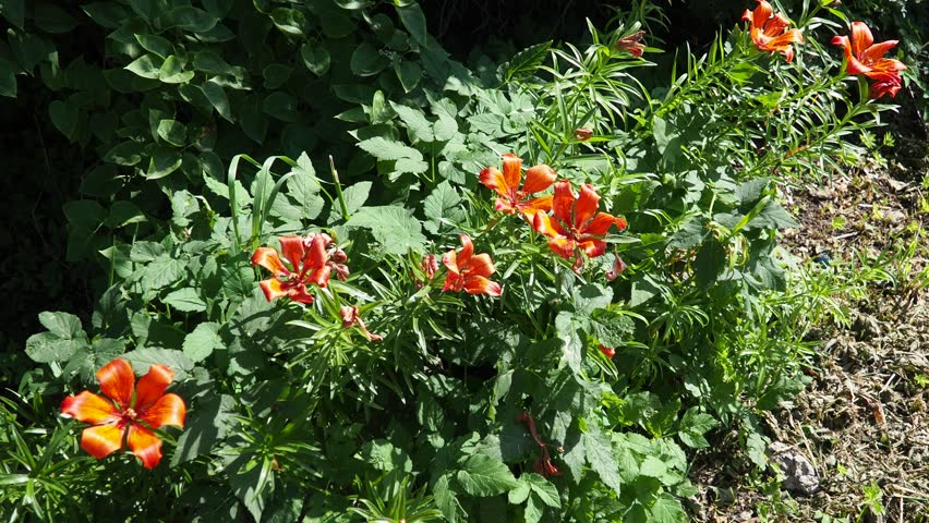Lilium bulbiferum, orange fire lily, Jimmy Bane, tiger and St. John Lily, is herbaceous European lily with underground bulbs, belonging Liliaceae. Cats are extremely sensitive to lily toxicity.
