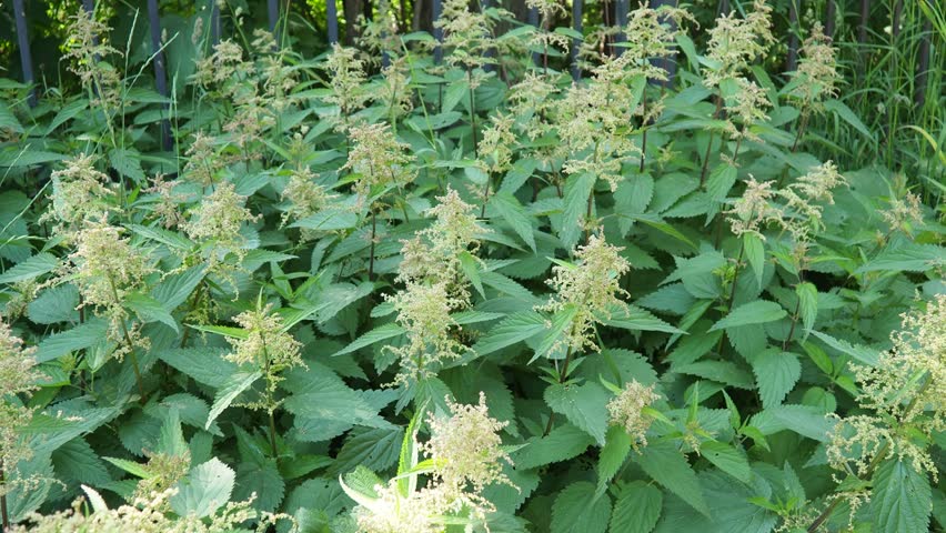 Urtica dioica, common or burn nettle, stinging nettle leaf, or stinger, is herbaceous perennial flowering plant in family Urticaceae. Urtica dioica is a dioecious, herbaceous, and perennial plant