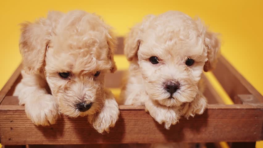 Portrait of brown poodle puppy on yellow background