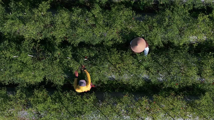 Aerial view of two farmers harvesting red chilies, wearing traditional hats amidst rows of chili plants, creating a contrast of green textures, Klaten Regency, indonesia.