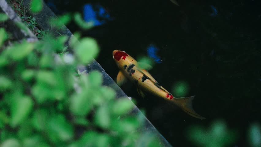fancy koi carp fish in pond