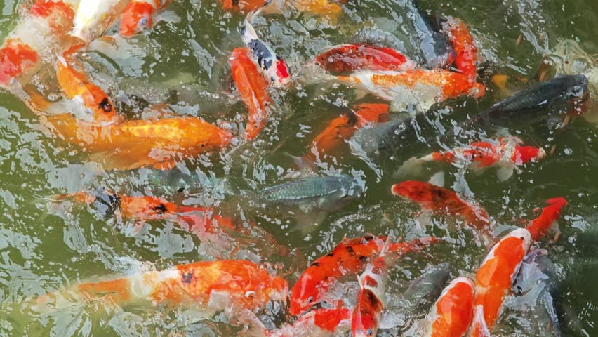 A colorful koi fish in a pond.