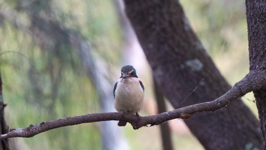 A wild kingfisher perched on a branch, with a soft-focus background of trees and foliage, surveying the surroundings, close up shot.