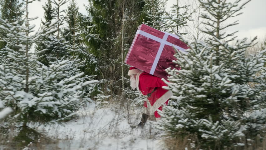 Santa Claus carries huge gift box walking in winter forest with Christmas trees.