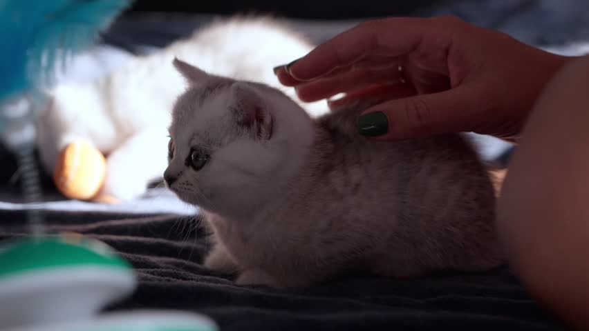 A close-up of a woman hand petting a tiny kitten on top of a bed with another frisky cat playing in the background