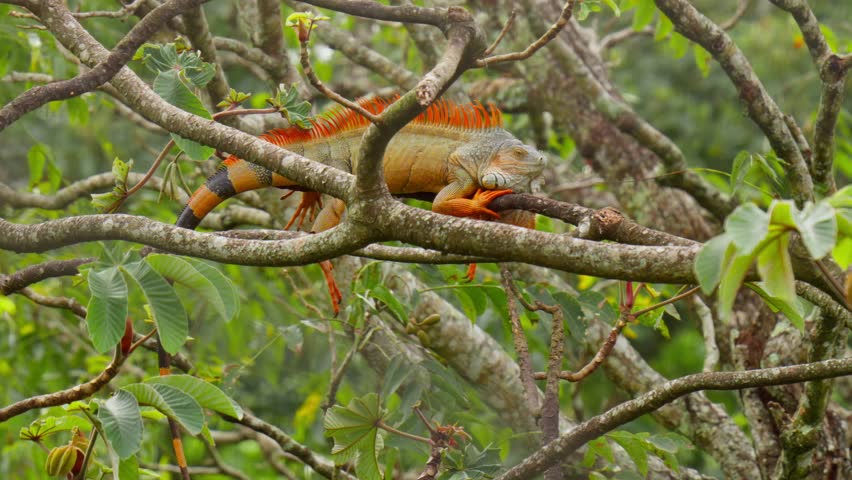Colorful male iguana laying still on a tree in lush green jungle, Costa Rica