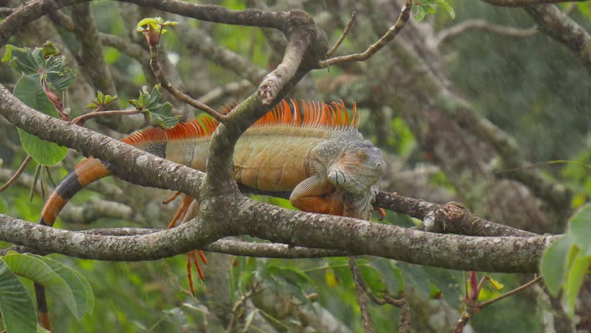 Iguana in mating season resting on a tree during rain and wind in Costa Rica