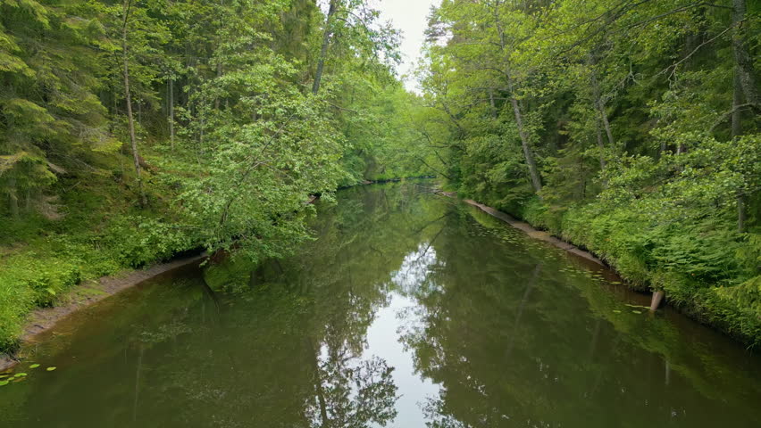 A drone footage of a calm forest river surrounded by lush green trees reflecting in still water on a peaceful summer morning