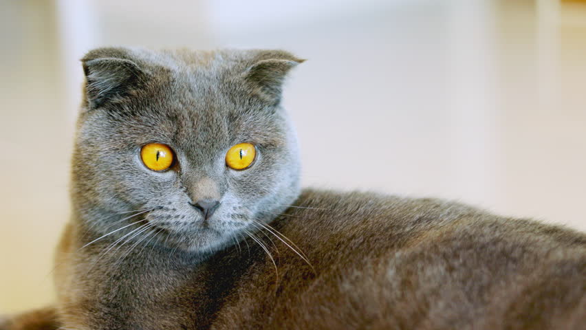 Side profile of a grey Scottish Fold cat lying down on the floor. Calm domestic pet resting at home, looking away with bright orange eyes. High-quality video with selective focus on the face.
