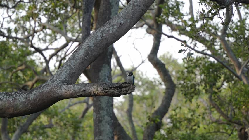 A wild kingfisher perched on a moss-covered tree branch in a natural setting.