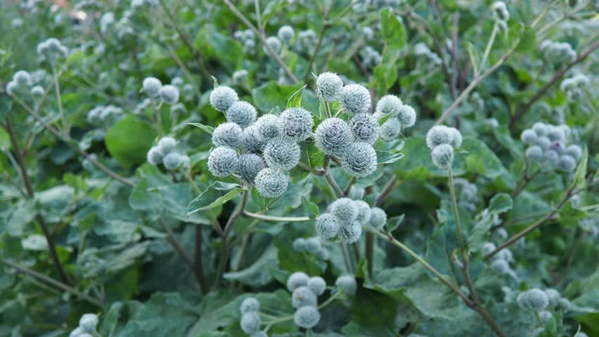 Arctium is genus of biennial plants commonly known as burdock, family Asteraceae. Native to Europe and Asia. The prickly heads of burdock burs are noted for easily catching on to fur and clothing