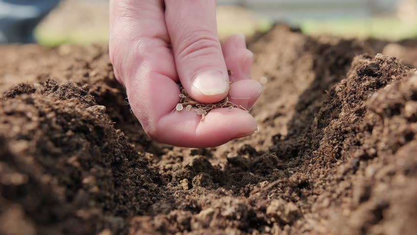 Sowing seeds in soil on garden bed close-up, gardener hand planting dill seeds for greens on a sunny spring day