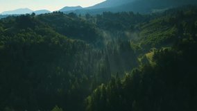 Magical Transylvanian sunrise over forested hills near Bran village, birch slopes and old spruce valley filtering mist with dramatic light rays in summer fairytale landscape, untouched wild nature - Powered by Shutterstock - Get 15% off with code: PIKWIZARD15