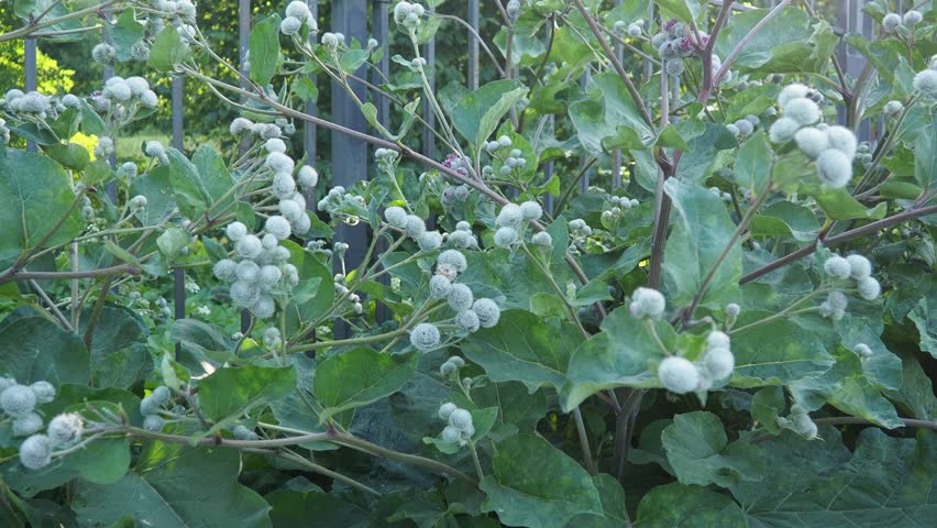 Arctium is genus of biennial plants commonly known as burdock, family Asteraceae. Native to Europe and Asia. The prickly heads of burdock burs are noted for easily catching on to fur and clothing